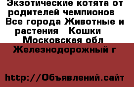  Экзотические котята от родителей чемпионов - Все города Животные и растения » Кошки   . Московская обл.,Железнодорожный г.